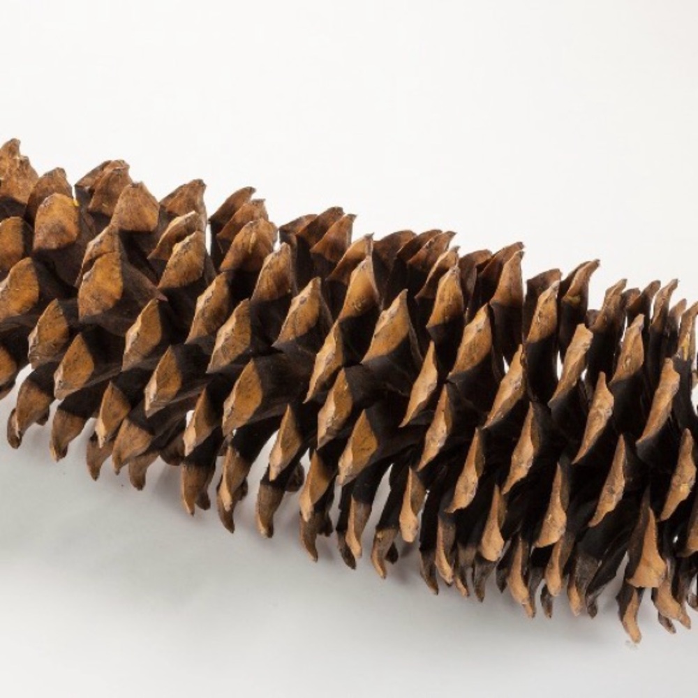 Natural Brown Pine Cone Home Accent - 14-18” Giant SugarPine Cone